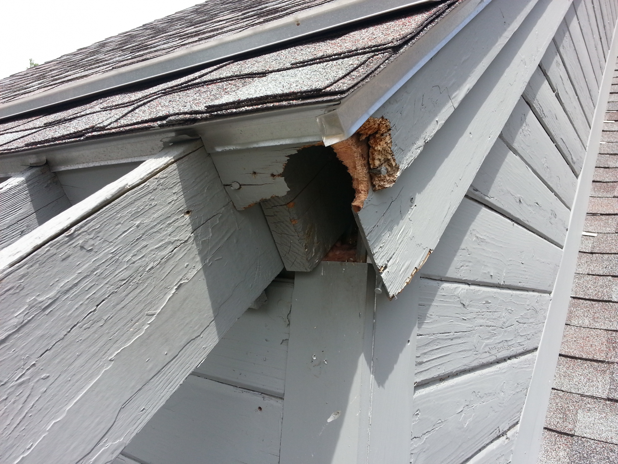 squirrel entyr hole